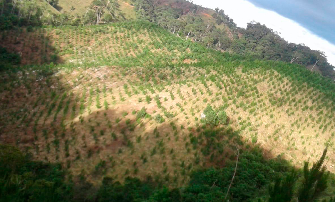 Terreno en proceso de reforestación de pinos