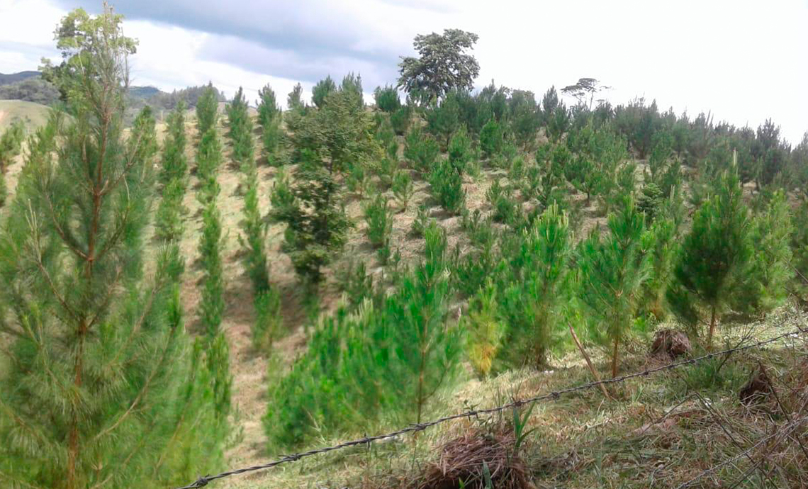 Terreno en proceso de reforestación de pinos